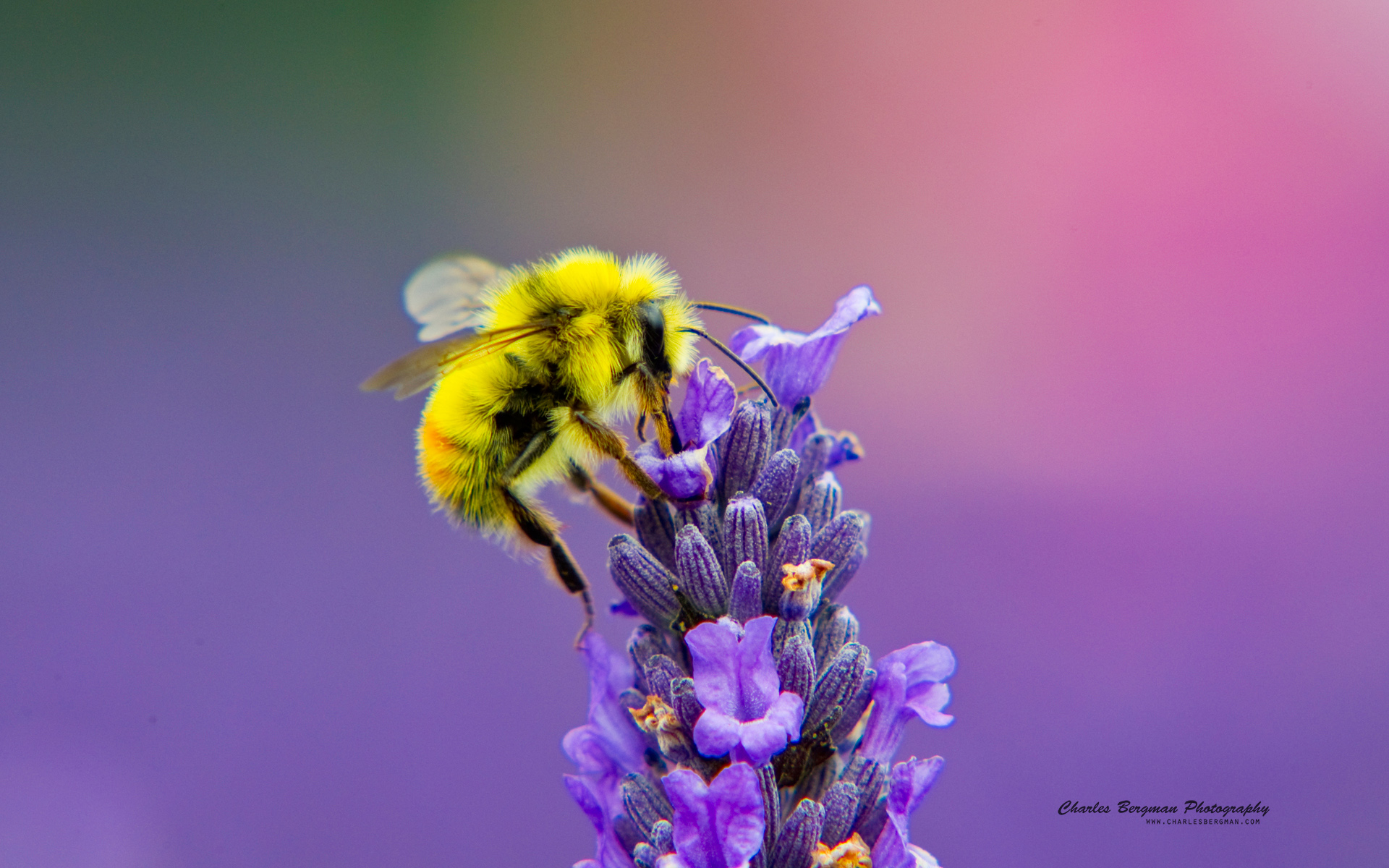 Honey Bee Lavendar Nectar934619260